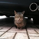 길에 버려지고 아픈 몸으로 살던 냥이 <b>다솜</b>이가 애타게 기다려요..