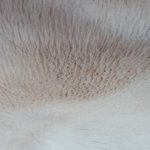 [고양이] 고양이 피부 ㅠ 왜 이렇죠?