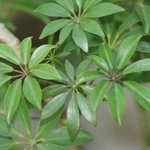 [EXO] 근데 로고에 잎8개 <b>왜</b> 다<b>들</b> 월계수로알고있냐ㅜ 아닌데