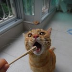 귀염터지는 고냥이 보세요