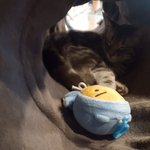 [EXO] ㅅㅂ고양이조카귀여워<b>시바</b>