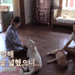 이효리네 애완<b>동물</b>들과 친해진 아이유
