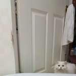 [고양이] 고양이가 본 풀장 <b>동화</b>