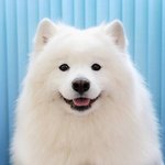 [워너원] 사모예드의 웃음<b>장벽</b>