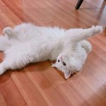 [고양이] <b>집사</b>의 주인님자랑 사진모음:)