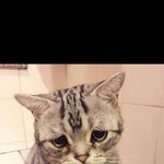 [꼭조언부탁] 급해요 수능보시는분!!!!!!<b>특성</b>화고분!!!!