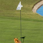 사람 웃기는 재주있는 <b>야생동물</b>