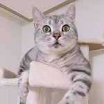 [고양이] <b>사랑</b>하는 나의 <b>아미</b>짱12