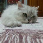[고양이] 빵꼬네