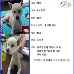 [반려동물] <b>앙상</b>하게 마른 몸으로 길거리를 떠돌던 태평이