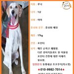 [반려동물] 헬스장 앞에 묶여 버려진 <b>루나</b>