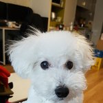 [강아지] 저희집 천사새끼를 소개합니다 2