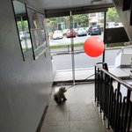 못난 개주인 때문에 개가 싫어<b>질라</b> 그럼