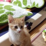 [고양이] <b>노랑</b> 누렁이  소개합니당!