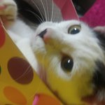 [EXO] 아진짜평생우리고양이한테고마워하면서살거다