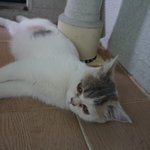 고양이 <b>종류</b> 좀 알 수 있을까요?
