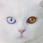 미모+<b>오드</b>아이에 홀리는 냥이..