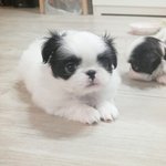 [강아지] 제페니즈친5+2+4와 동거하는 개아범!