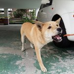 [큰멍멍이] 1년동안 동네 <b>빌라</b>주차장에서 유기견 생활을 했던 ,...