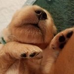 사랑 받을 수 밖에 없는 <b>골든</b>리트리버