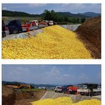 참외 현재 <b>시세</b>가 문제네요.
