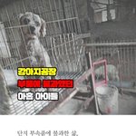강아지공장의 부속품에 불과했던 아홉 <b>천사</b>들