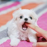 [강아지분양] 2개월 말티즈 데려가실분..???