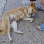 [큰멍멍이] 1년동안 동네 빌라주차장에서 유기견 생활을 했던 ,...