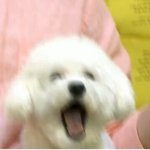 [EXO] 네다새호<b>니야</b>!