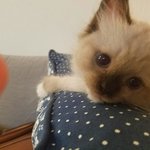 [고양이] <b>바나</b> 업데이트 해요~