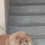 [EXO] 강쥐 넘 귀여운거 아니냐