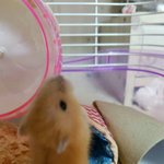 [ㅋㅋㅋㄱ] 햄스터 변천사 (추억되살리기)+)