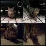 버려지고 아프고ㅠㅠ 몸과 마음이 상처가 있는 <b>다솜</b>이좀 봐주세요