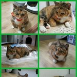 냥이 입양 계획중이신 분들 꼭 봐주세요..