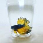 <b>베타</b> 물고기 키우기!!