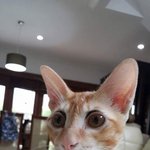 [꼭조언부탁] 고양이한테 사람이그리는 <b>아이라인</b>그린게 잘한건가요?