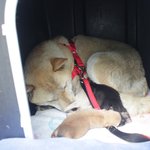 [큰<b>멍멍이</b>] 1년동안 동네 빌라주차장에서 유기견 생활을 했던 ,...