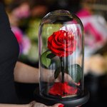 리얼 '미녀와 <b>야수</b>' 속 장미들