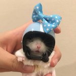 <b>햄스터</b> 키우고싶어ㅜㅜㅡㅜ