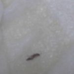 [조언부탁] 마스크팩에서 <b>벌레</b>가나왔어요