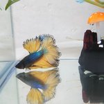 <b>베타</b>. 두번째 이야기