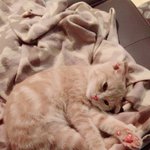 [뚜엘하몽] <b>미묘</b>고양이 하몽이와 뚜엘!! 11