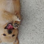 [방탈죄송] 생후두달된 아기강아지가 잔인하게 살해당했습니다. 도와주세요(+추가)