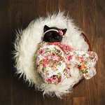 <b>포대기</b>로 꽁꽁 싸맨 아기냥이