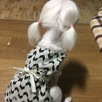 가난<b>한자</b>의 바느질 강아지옷만들기 2