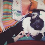 [강아지] 우리집 막내 <b>보스턴</b>테리어 마리