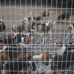 [큰멍멍이] 1년동안 동네 빌라주차장에서 유기견 생활을 했던 ,...