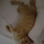 <b>코</b>숏 2개월령 <b>길</b>냥이  입양보내요