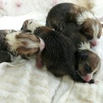 [강아지] 우리 노랑이가 <b>새끼</b>를 낳았어요~