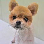 <b>환희</b>/포메라이언/남아(중성화완료)/3.5kg/4살  *구조된 아이들...